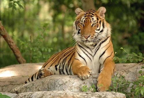 国产老虎意外冒险视频