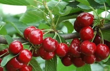 国产樱桃品种视频,探寻美味与品种特色