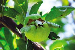 国产苹果树叶视频,探寻中国苹果产业的绿色未来