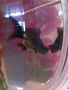 中国产卵季节视频下载,捕捉自然奇观的视频盛宴